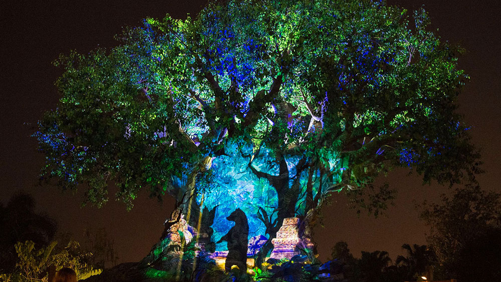 animal kingdom night